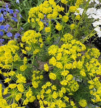 Euphorbia cyparissias